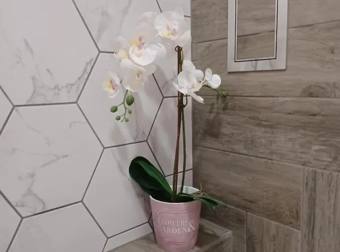 Tara Deluxe فارنا